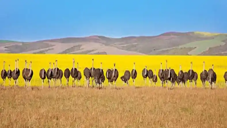 خواص روغن شترمرغ