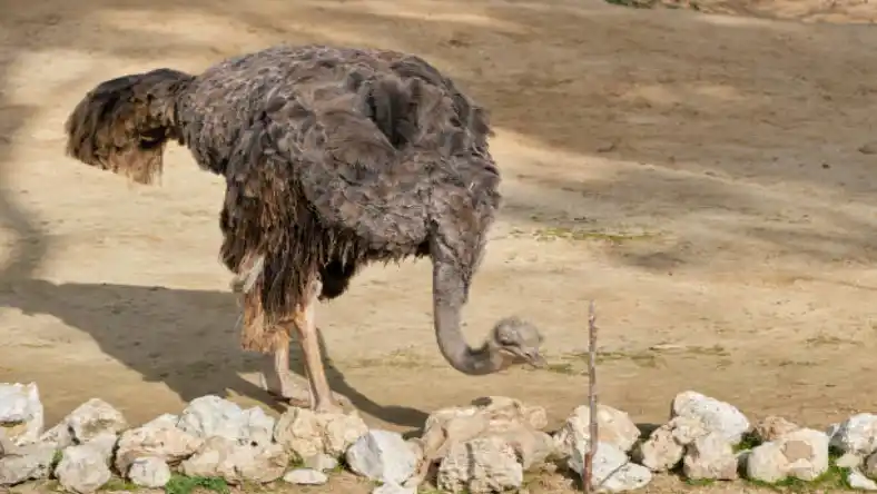 خوراک شتر مرغ پرواری