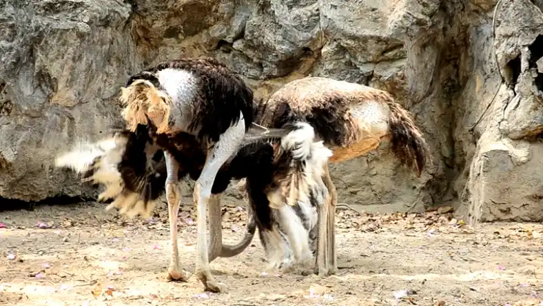 شترمرغ شاخدار