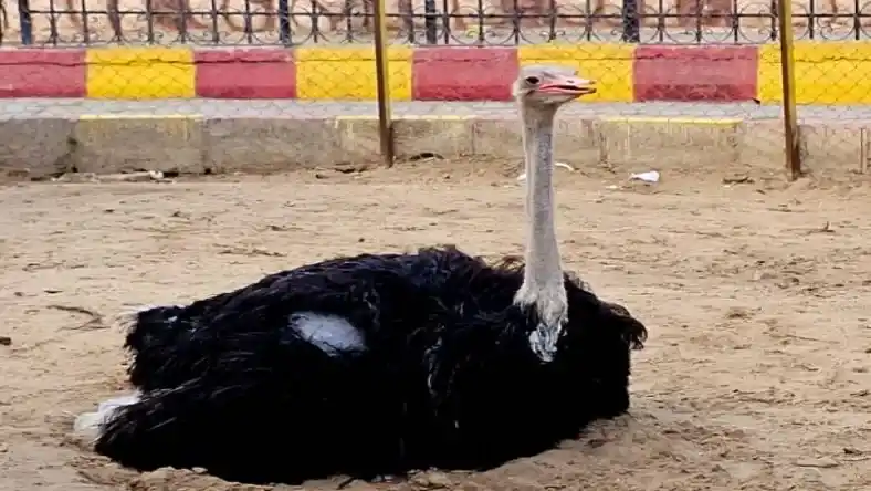 مجوز پرورش شترمرغ