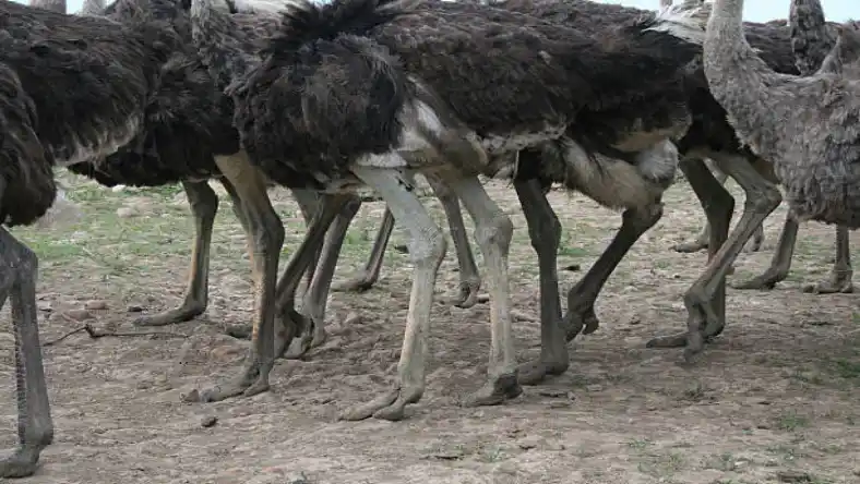 درآمد ۱۰۰ قطعه شترمرغ چقدر است