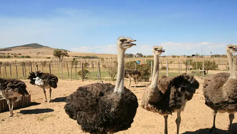 هزینه شترمرغ داری