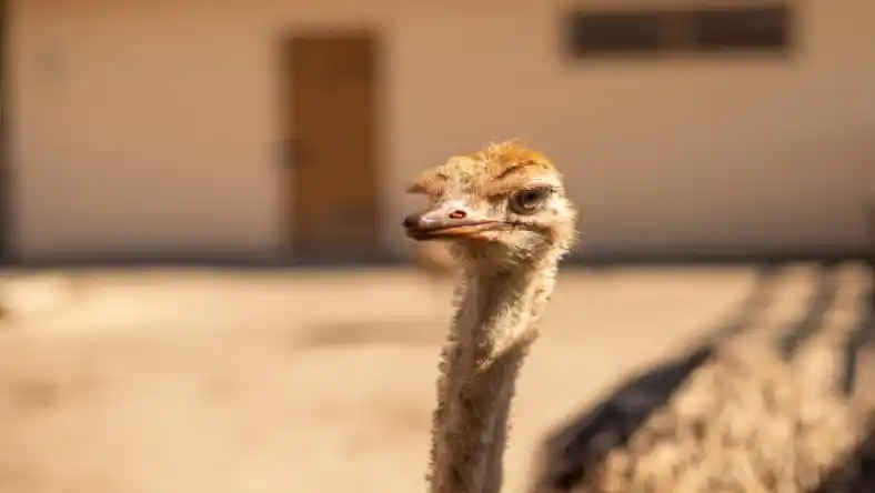 سن بلوغ شتر مرغ