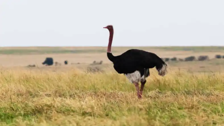 صادرات گوشت شترمرغ به عراق