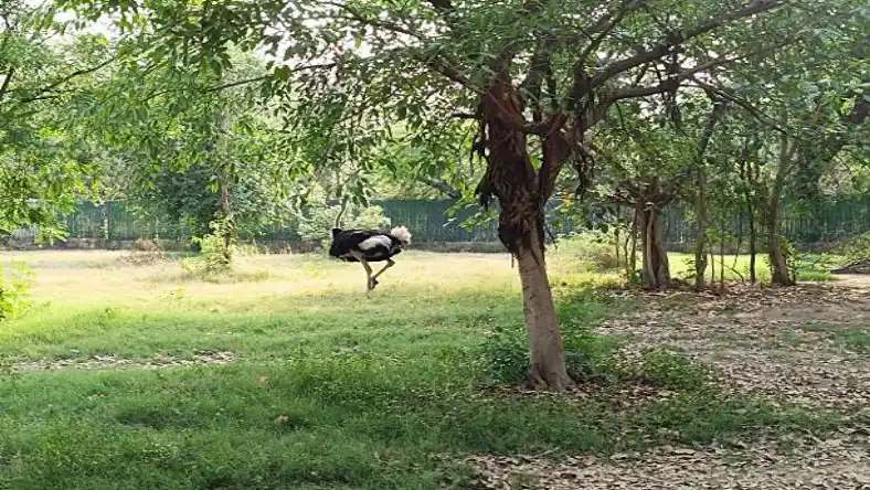 لوازم دستگاه جوجه کشی شترمرغ