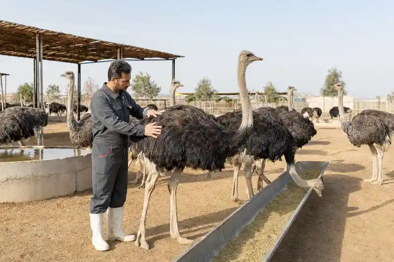 وزن شتر مرغ