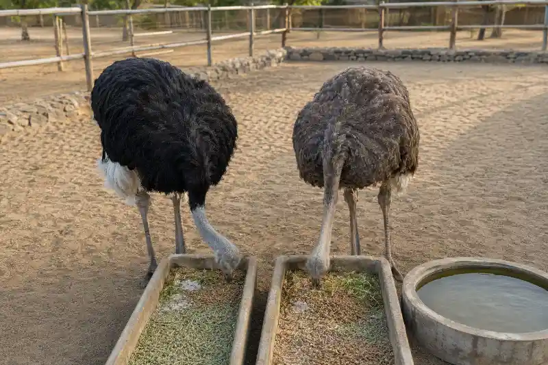 شتر مرغ چی میخوره