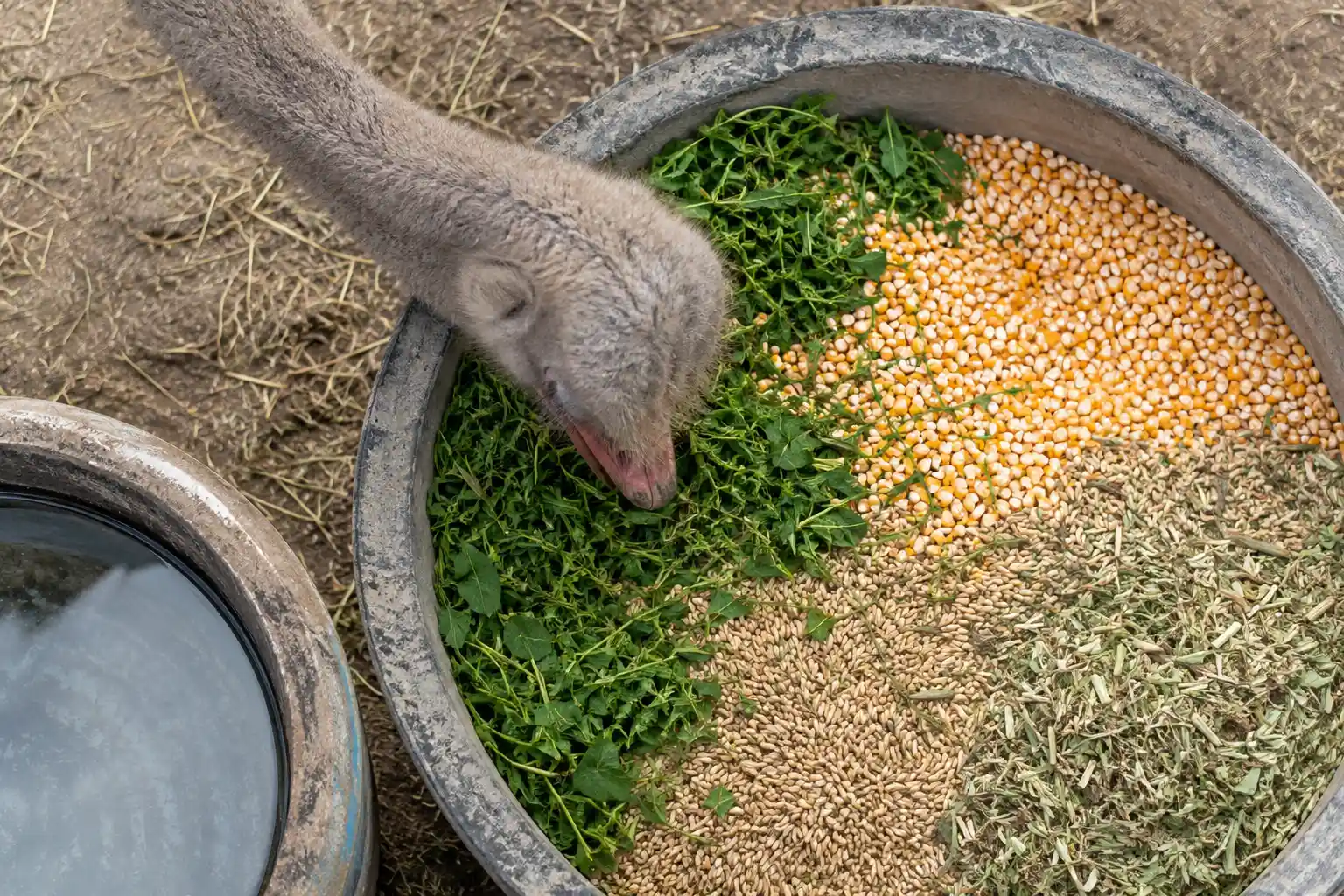 شترمرغ چه میخورد