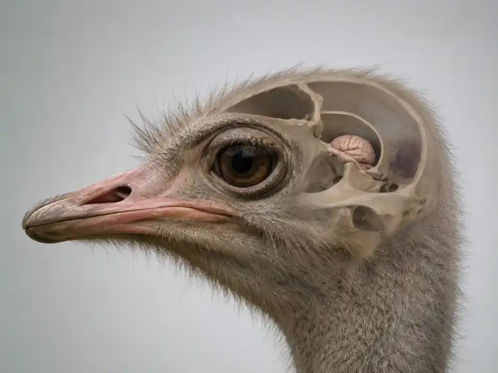 اندازه مغز شتر مرغ