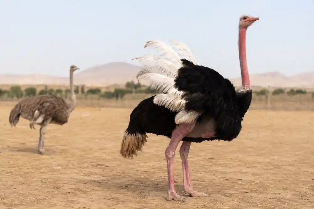 شتر مرغ نر