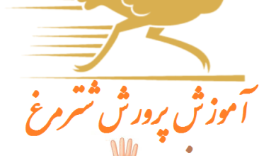 فصل چهارم خرید مواد اولیه پرورش شترمرغ