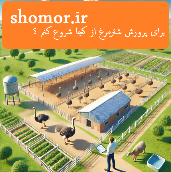 میخوام پرورش شتر مرغ بزنم - برای پرورش شترمرغ از کجا شروع کنم ؟