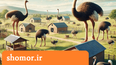 پرورش شتر مرغ در یک هکتار
