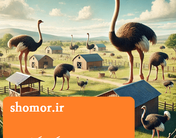 پرورش شتر مرغ در یک هکتار