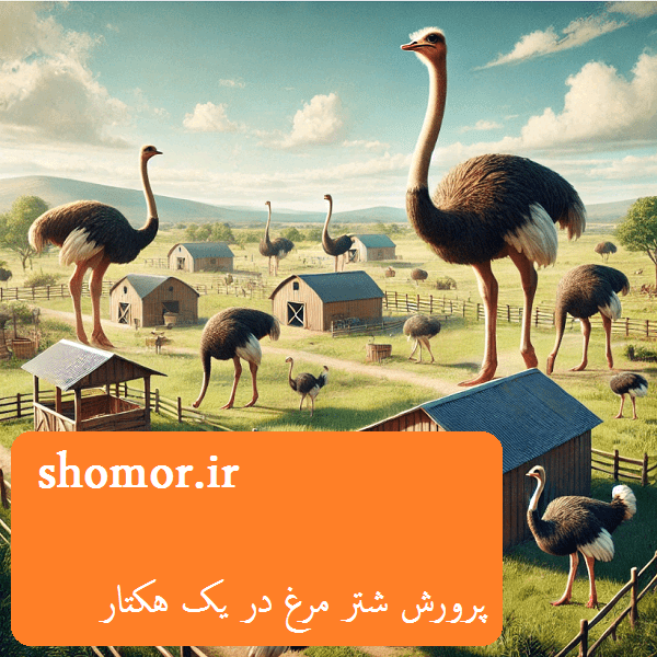 پرورش شتر مرغ در یک هکتار
