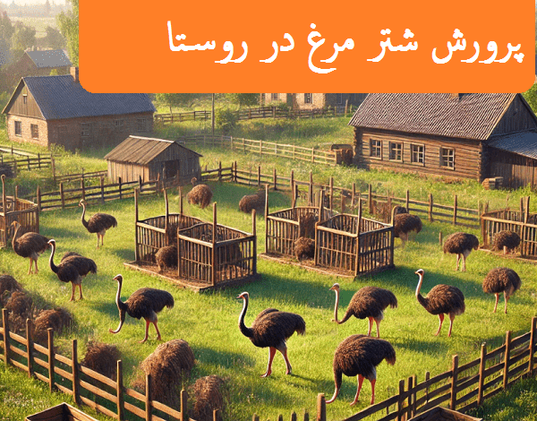 پرورش شتر مرغ در روستا
