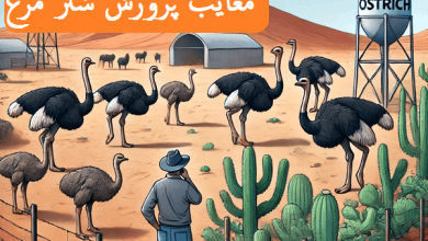 معایب پرورش شتر مرغ