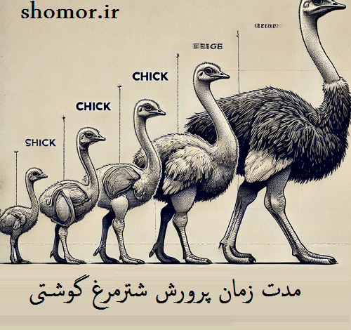 مدت زمان پرورش شترمرغ گوشتی