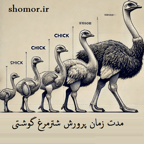 مدت زمان پرورش شترمرغ گوشتی