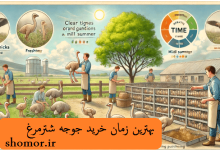 بهترین زمان خرید جوجه شترمرغ