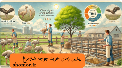 بهترین زمان خرید جوجه شترمرغ