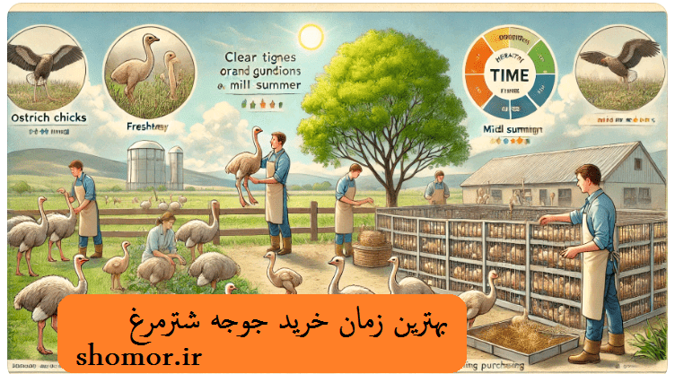 بهترین زمان خرید جوجه شترمرغ