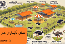 فضای نگهداری شتر مرغ