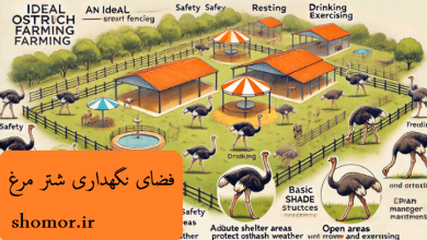 فضای نگهداری شتر مرغ