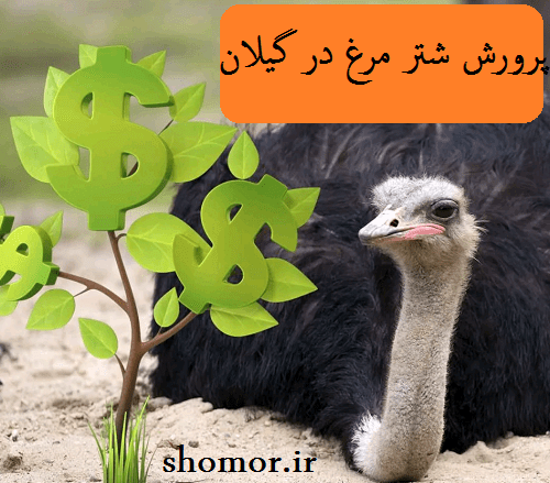 پرورش شتر مرغ در گیلان