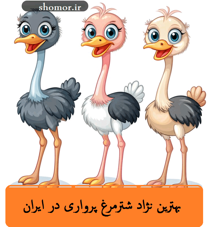 بهترین نژاد شترمرغ پرواری در ایران