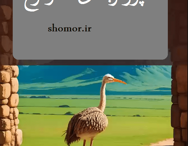 پرواربندی شترمرغ (پرورش شترمرغ پرواری)