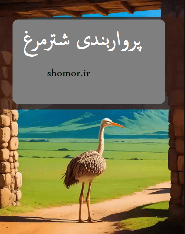 پرواربندی شترمرغ (پرورش شترمرغ پرواری)