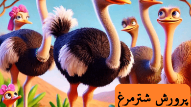 پرورش شترمرغ در تهران