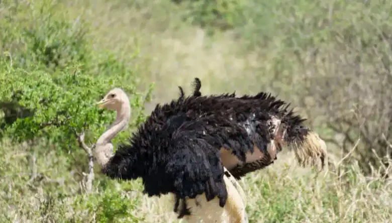 آیا پرورش شترمرغ بوی بدی دارد