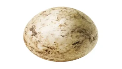 تخم شتر مرغ