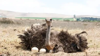 تخم گذاری شتر مرغ