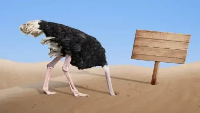 درآمد پرورش شترمرغ