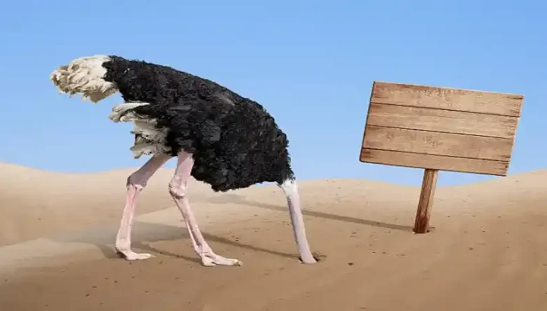 درآمد پرورش شترمرغ