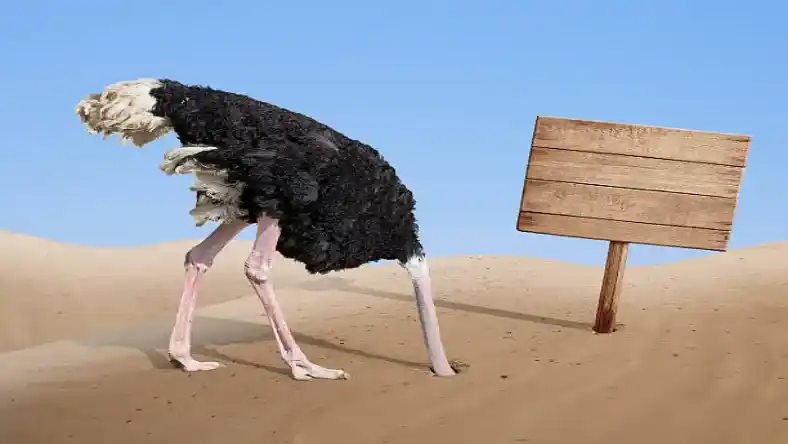 درآمد پرورش شترمرغ