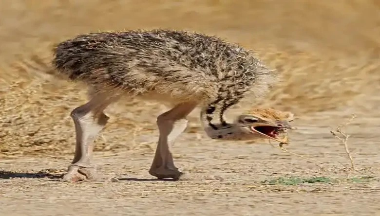 دشمن شتر مرغ