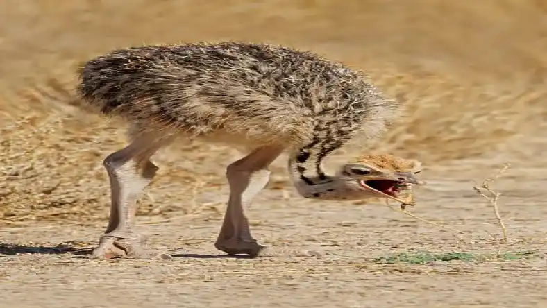 دشمن شتر مرغ