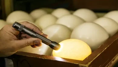 روش نگهداری تخم شتر مرغ