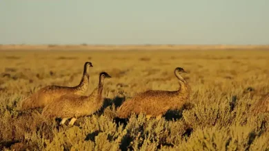 شترمرغ استرالیایی