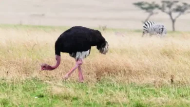 شترمرغ ایرانی