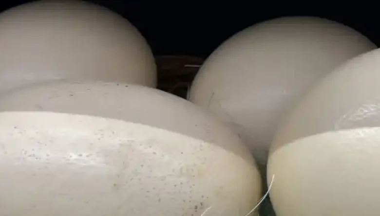 فرمول جیره شترمرغ