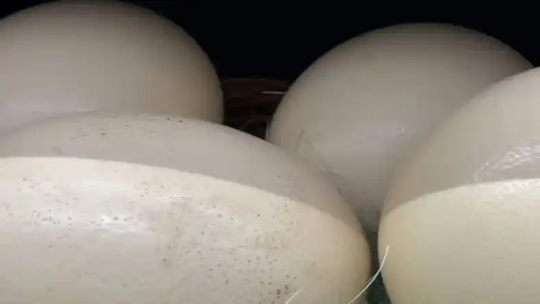 فرمول جیره شترمرغ