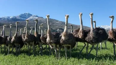 فروش شترمرغ پرواری
