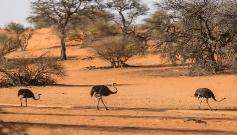 قیمت جوجه شترمرغ گردن ابی