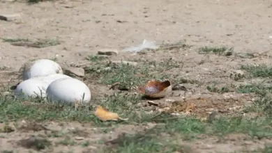 قیمت دستگاه جوجه کشی شترمرغ ۴ تایی