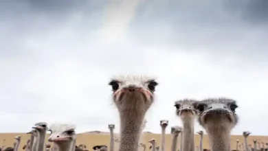 مزرعه شترمرغ